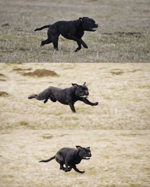 Závody coursing RRsport