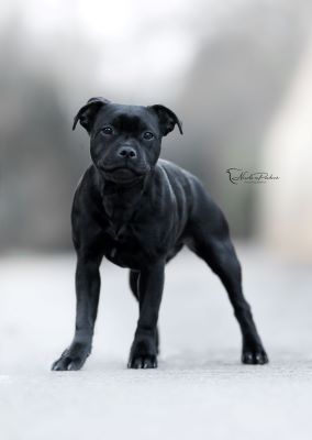 Iconic Melody Magicblack